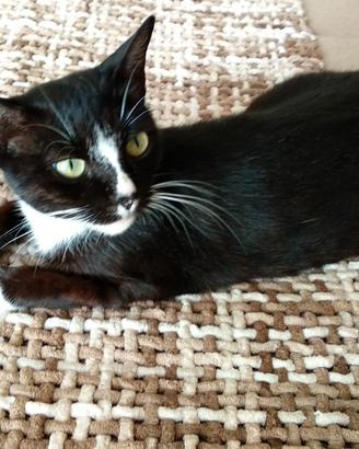 Gattina nera e bianca sterilizzata 3 anni bravissi