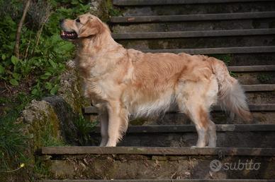 Cuccioli golden retriever