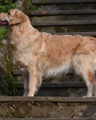 Cuccioli golden retriever