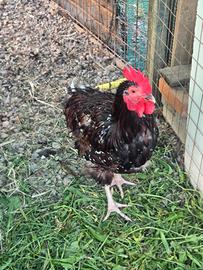 Galline sussex