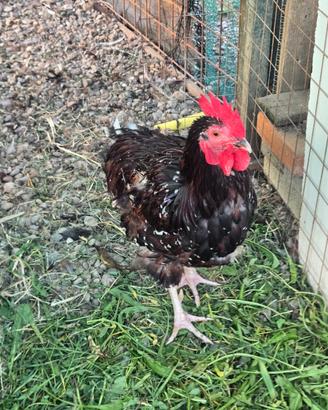 Galline sussex