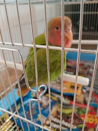 Pappagallina inseparabile
