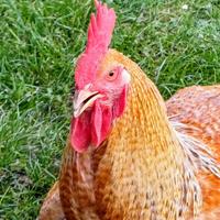 Gallo