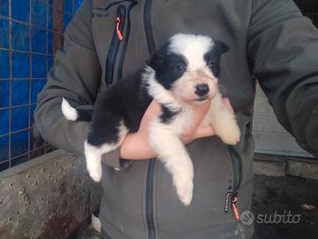 Border Collie