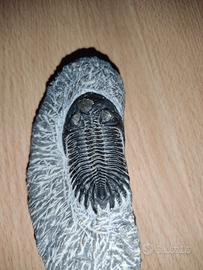 fossili di trilobite 