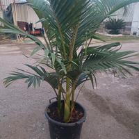 Palma Archontophoenix alexandrae