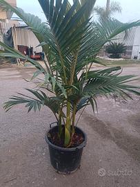 Palma Archontophoenix alexandrae