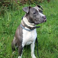 Amstaff Blue per monta - riproduzione