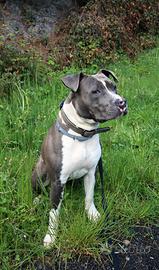 Amstaff Blue per monta - riproduzione