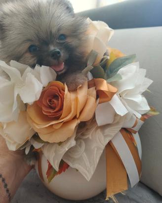 Spitz nano di pomerania