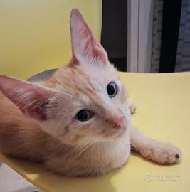 Gattino mix don sphynx rosso tigrato