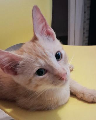 Gattino mix don sphynx rosso tigrato