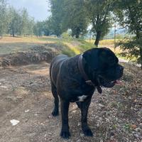 Cane corso per monta