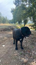 Cane corso per monta