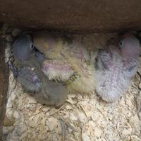 Inseparabili Fischer e personatus