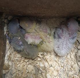 Inseparabili Fischer e personatus