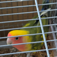 Inseparabile maschio, uccelli, pappagalli