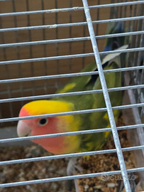 Inseparabile maschio, uccelli, pappagalli