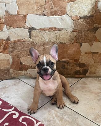 Bulldog francese