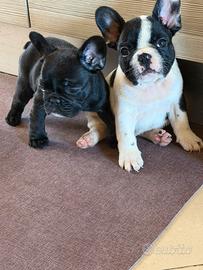 Bull dog francese