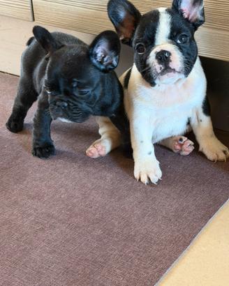Bull dog francese