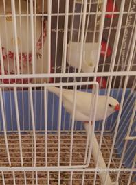 Canarini, bengalino,cocorite