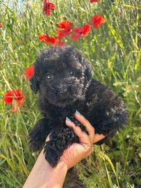 Cucciolo di barboncino black