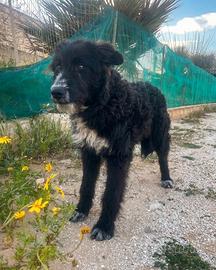 Cucciola abbandonata mix border collie