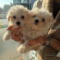 Maltese mini toy