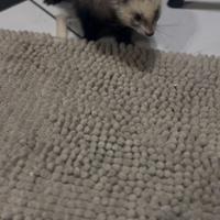 Furetto con chip e vaccino