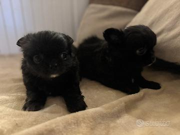 Cuccioli Chihuahuha nero pelo lungo
