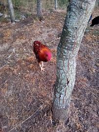 galline 