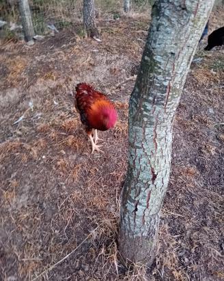 galline 