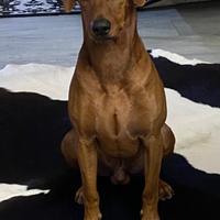German pinscher di 20 mesi per accoppiamento