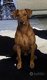 German pinscher di 20 mesi per accoppiamento