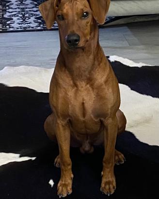 German pinscher di 20 mesi per accoppiamento