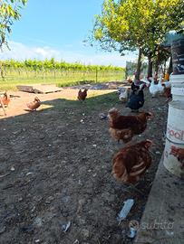 Galline ovaiole