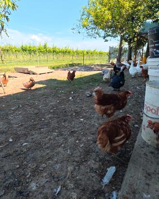 Galline ovaiole