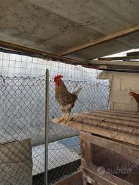 gallo 1 anno