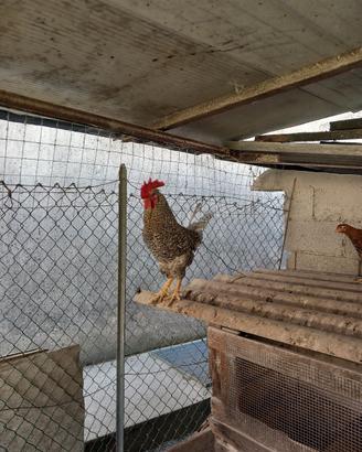 gallo 1 anno