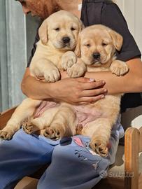 Cuccioli di Labrador miele - Pedigree ENCI