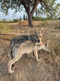 Cuccioli di Cane Lupo Cecoslovacco con Pedigree EN