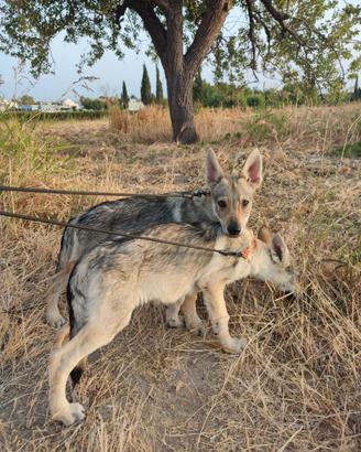 Cuccioli di Cane Lupo Cecoslovacco con Pedigree EN