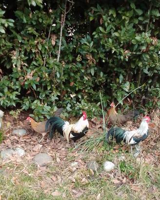 Gallo fenix argento