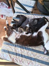 Cuccioli gattini