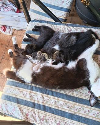 Cuccioli gattini