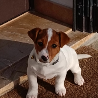 Jack russell terrier ultima femmina a Marsala