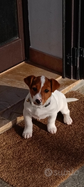 Jack russell terrier ultima femmina a Marsala