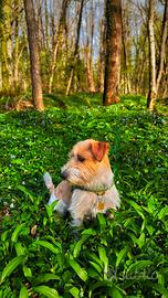 Jack Russel per accoppiamento