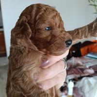 Cucciolo di barboncino